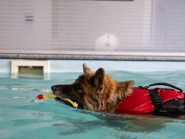 Therapeutisches Schwimmen für den Hund im Pool