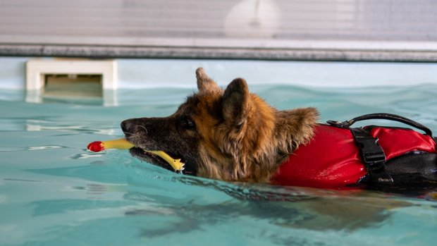Therapeutisches Hundeschwimmen für den gelenkschonenden Muskelaufbau