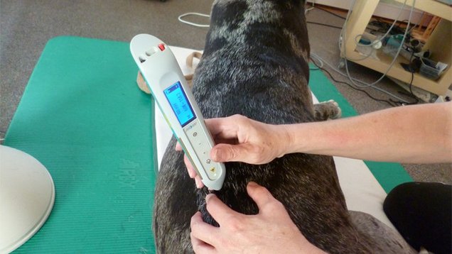Laserakupunktur für nervöse oder ängstliche Hunde
