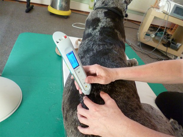 Laserakupunktur bei Hunden für nervöse oder ängstliche Hunde