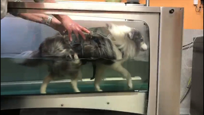 Wassertherapie für Hunde im Unterwasserlaufband