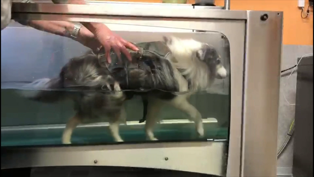 Wassertherapie im Unterwasserlaufband für Hunde