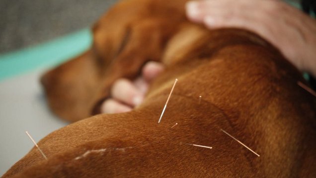 Akupunktur für Hunde, Behandlungsmethode der traditionellen chinesischen Medizin