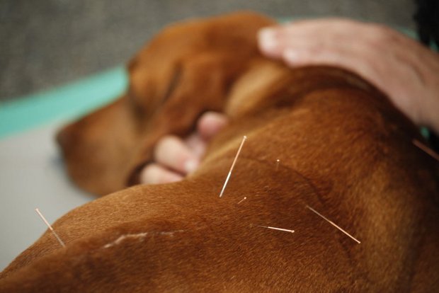 Akupunktur bei Hunden als Behandlungsmethode der traditionellen chinesischen Medizin