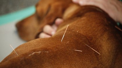 Akupunktur bei Hunden