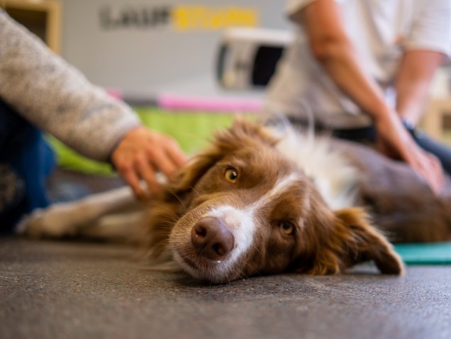 Physiotherapie bzw. Krankengymnastik für Hunde ist zur Schmerzlinderung