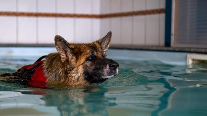 Wassertherapie für Hunde im Schwimmbad