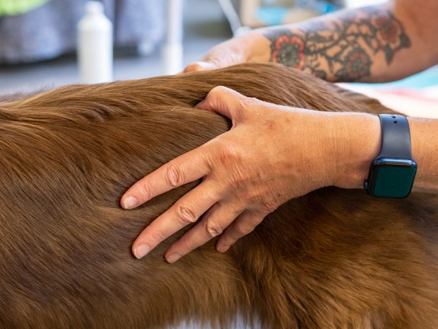 Osteopathie für Hunde, ganzheitliches Therapiesystem