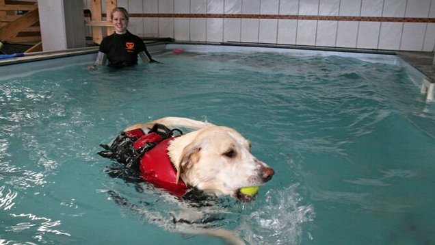Schwimmen mit dem Hund in unserem Pool